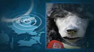 Dog Parkour med Kessler og hundeinterviewet