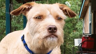 Maverick is a lab-chihuahua mix. And he looks like a grumpy old human.