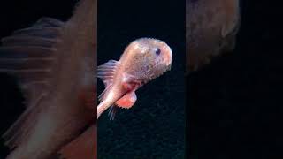 Adorable pink Chaunacops #anglerfish. Can you spot it’s lure popping out? #NautilusLive