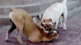 Весёлое сражение лабрадора и Бурбуля.