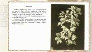 Канзаши. Как сделать цветок нарциса