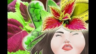 Forskolin bei Schlaflosigkeit und Übergewicht