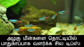 அழகு மீன்களை தொட்டியில் பாதுகாப்பாக வளர்க்க சில டிப்ஸ்