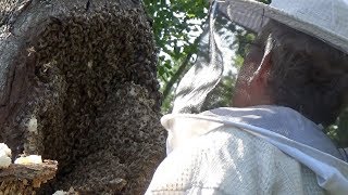 Beetle maggots and robber bees spell impending doom.