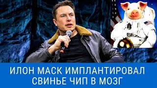 Илон Маск имплантировал свинье ЧИП в мозг