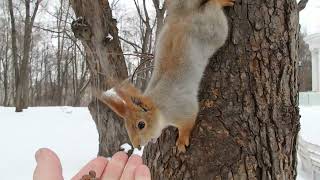 Короткий ролик о незнакомой белочке / A short video about an unfamiliar squirrel