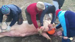 Disznó vágás 400 Kg-s