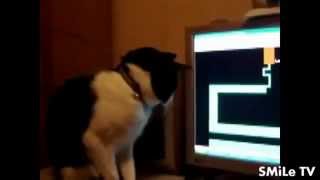 Приколюхи))))))Подборка Приколов 2015 от SMiLe TV