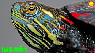 เพลงเต่า Turtle song เต่าตัวจริง ตัวเป็นๆ