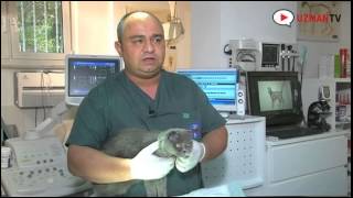 Scottish fold kedilerin özellikleri nelerdir? 0539 290 13 13 | bitirme tezi