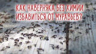 Как наверняка без химии избавиться от муравьев?