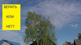 Народные приметы огородников. Распустились листья на березе - холодов не будет? 