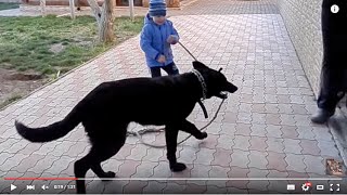 ЩЕНОК ЧЕРНОЙ НЕМЕЦКОЙ овчарки Рэй, 7 мес.Одесса.