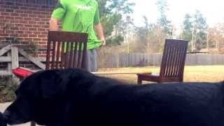 Amputee 25.5" box jump hurdle jump