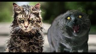 Pet sematary (2019) - RECENSIONE REVIEW