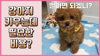 강아지 키우는데 필요한 초기비용, 고정비용, 추가비용 (처음 키울때 비용 / 한달 비용)