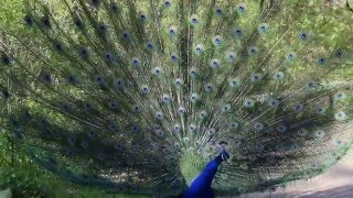 Blauer Pfau schreit und schlägt sein Rad Pfaueninsel Berlin 2016