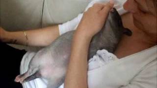 Gambian pouched Rat Pan
