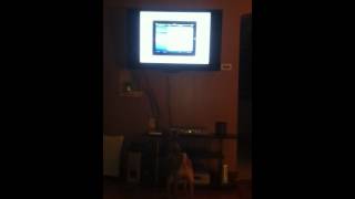 Logan likes the little pig "Wee wee weee" Geico commercial