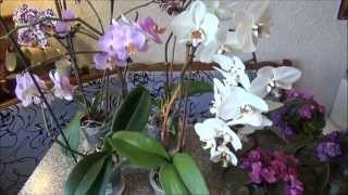 Комнатные цветы, уход за орхидеями/Window plants, care of orchids