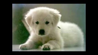 le 10 razze canine più belle al mondo