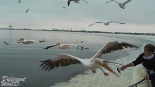Полет птиц. Интересное видео о животных №6