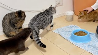 カワウソさくら カワウソ猫猫猫 Otter and three catsOtter and three cats
