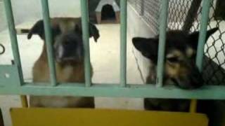 World Animal Day : Visite du Refuge APASG ♥ Visiting APASG Shelter