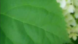 E G S™ MUSIC Marianta Pieridh Twra Eimai Milia Makrya