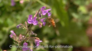 Why You Should Start a Pollinator Garden - Cincinnati Zoo