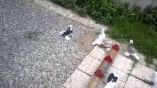 такла голуби Tumbler Pigeons Malatya taklacıları