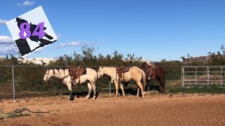 Barrel Racer Life - Arrived In Arizona