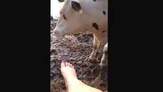 Cow likes my feet at Bolton abbey