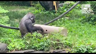 Gorilla Elle Using Tools - Cincinnati Zoo