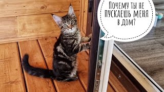 Не очень умная кошка Морошка хочет внутрь. Пустите!