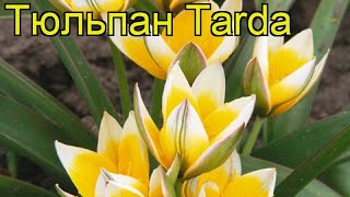 Тюльпан фостера Тарда. Краткий обзор, описание характеристик, где купить луковицы tarda