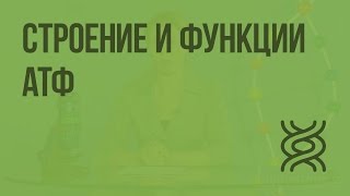Строение и функции АТФ. Видеоурок по биологии 10 класс