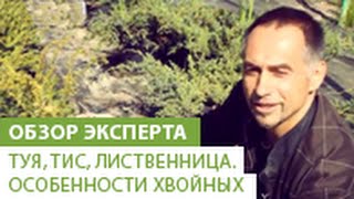 Туя, Тис, Лиственница. Особенности хвойных