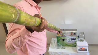 THICK & LONG Sugarcane Stick in PIO