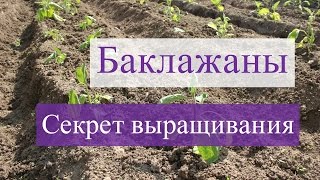 Выращивание баклажанов.В чем секрет?(28.05.2016)