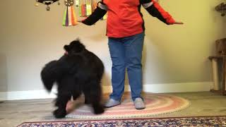 Dancing Bear | Newfoundland Dog