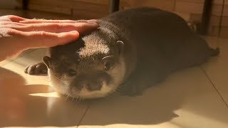カワウソさくら 日向ぼっこする三人 Otters basking in the sun
