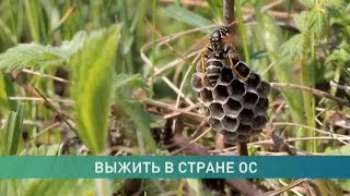 Почему осы, оводы и пчёлы «озверели» в сентябре?