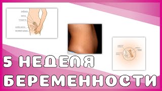 5 неделя беременности: изменения у мамы и малыша