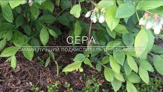 ?? Сера - Самый Лучший Подкислитель Для Голубики !