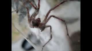 Rehousing the Desert Funnel Weaver Spider (Agelenopsis aperta)