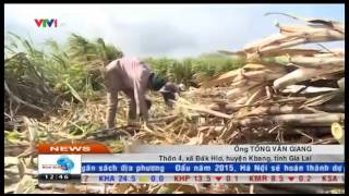 Gia Lai: Người trồng mía thu nhập cao từ cánh đồng mẫu lớn - TinGiaLai.com