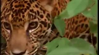 Животные мира Логово ягуара Сила укуса Самый сильный Большая кошка Звук рыка Позиция хищника Охота