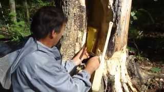 Дикий мёд из Башкортостана (Бортевой мёд) Wild honey
