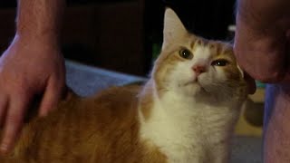 Cat Meows And Loves His Dad